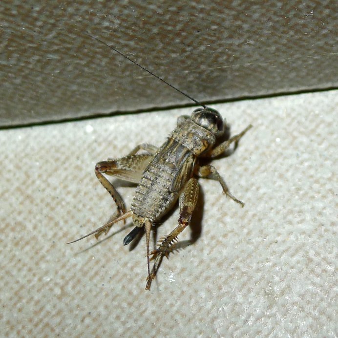 Сверчок домашний на белом фоне