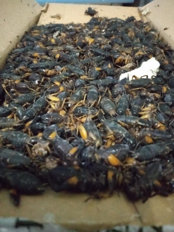 Семейство сверчки — Gryllidae