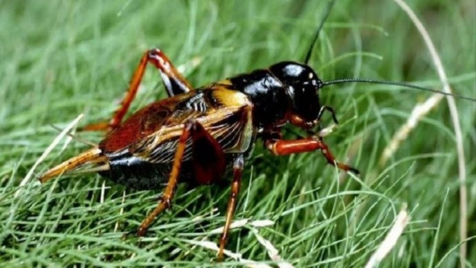 Сверчок на белом фоне