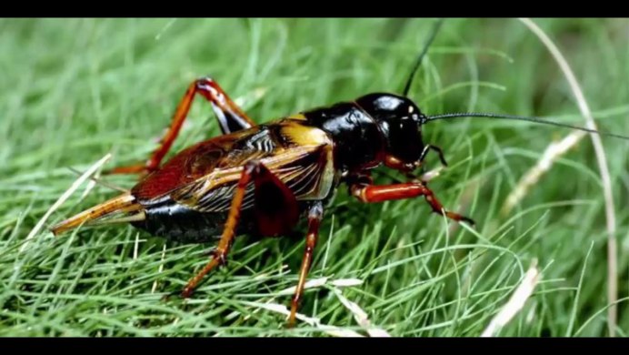 Сверчок полевой