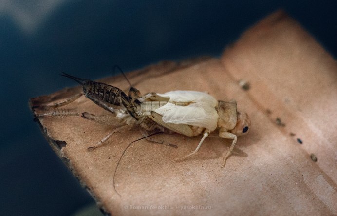 Сверчки Gryllus bimaculatus