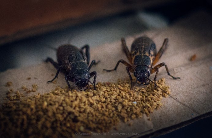 Двупятнистый сверчок Имаго