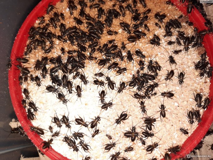 Звук сверчков