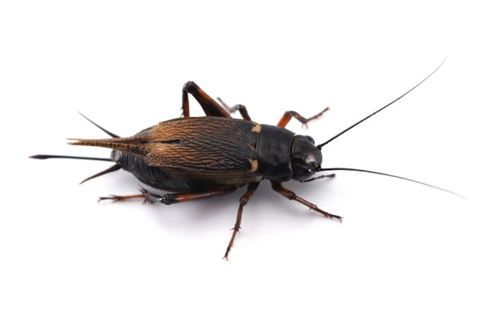 Двупятнистый сверчок Имаго