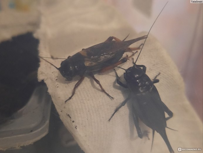 Древесный сверчок