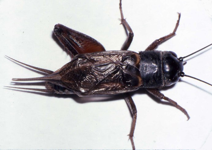 Сверчок двупятнистый для стрижа