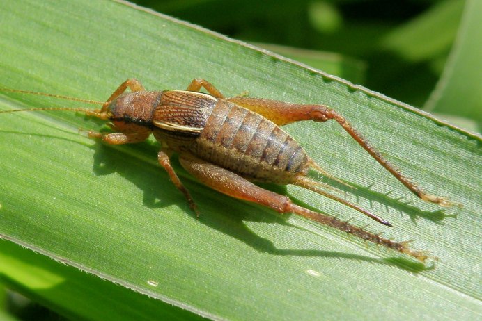 Сверчоккорм замороженнвй двупятниствй