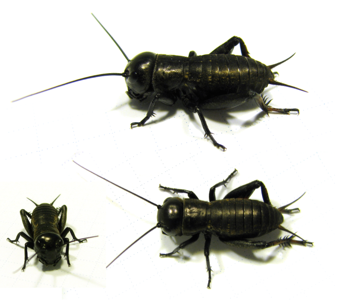 Имаго сверчка двупятнистого