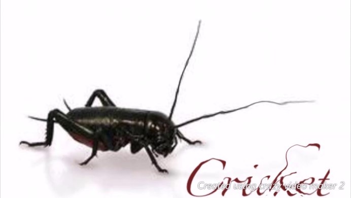 Черный сверчок