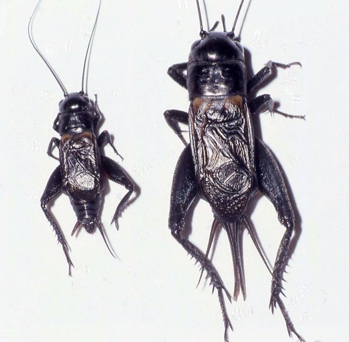 Двупятнистый сверчок Имаго