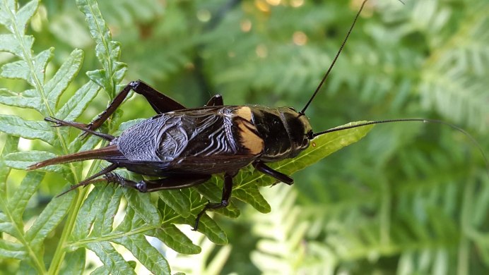Сверчок предимаго