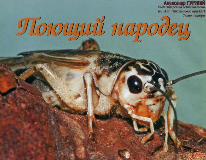 Сверчок домовый