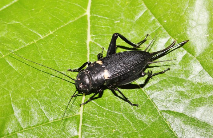 Сверчок морской Cigale