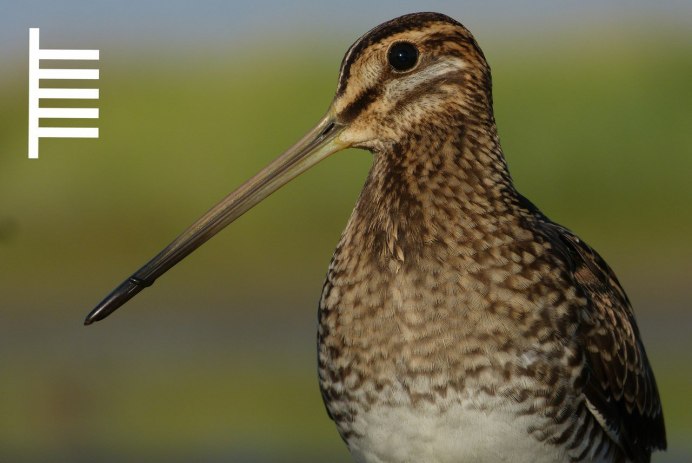 Кулик Бекас (Gallinago Gallinago)