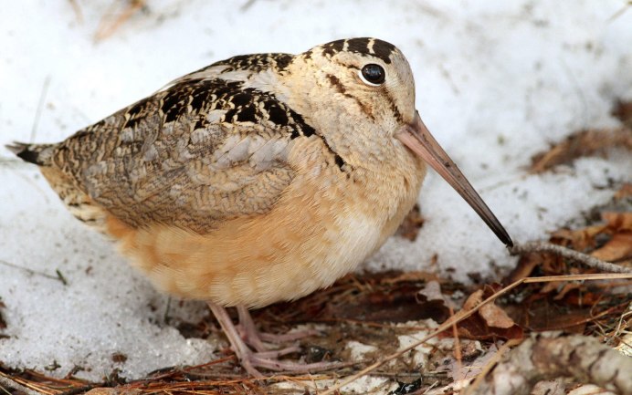 Sandpiper птица