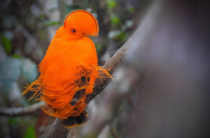 Northern Cardinal птица