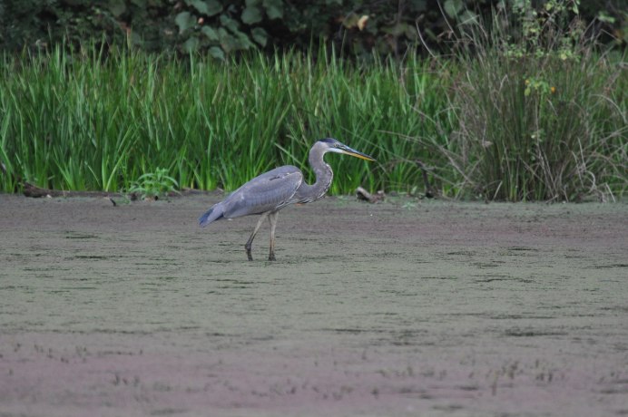 Louisiana Heron - Луизианская цапля