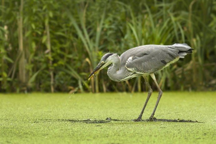 Grey Heron