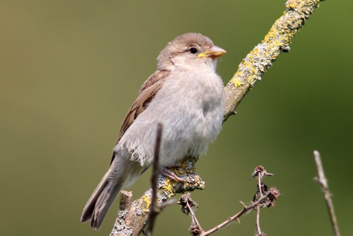 Tarsiger cyanurus птица