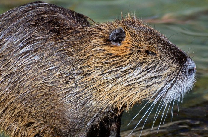 Myocastor coypus нутрия