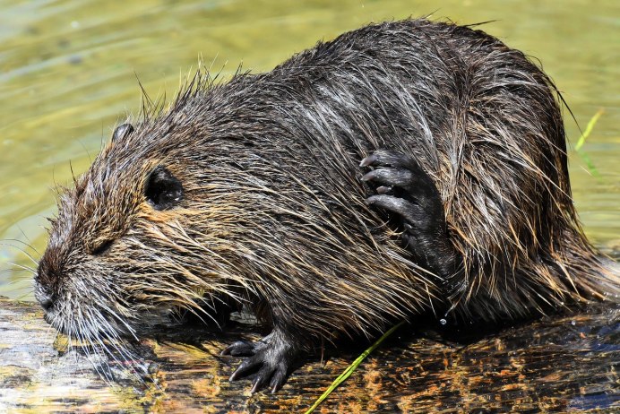 Myocastor coypus нутрия