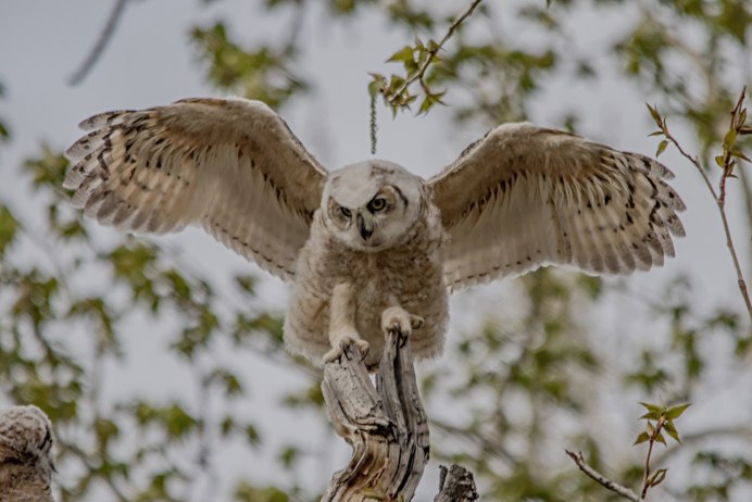 Неясыть птица размах крыльев