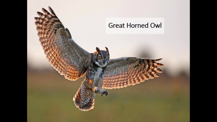 Сова сипуха полет