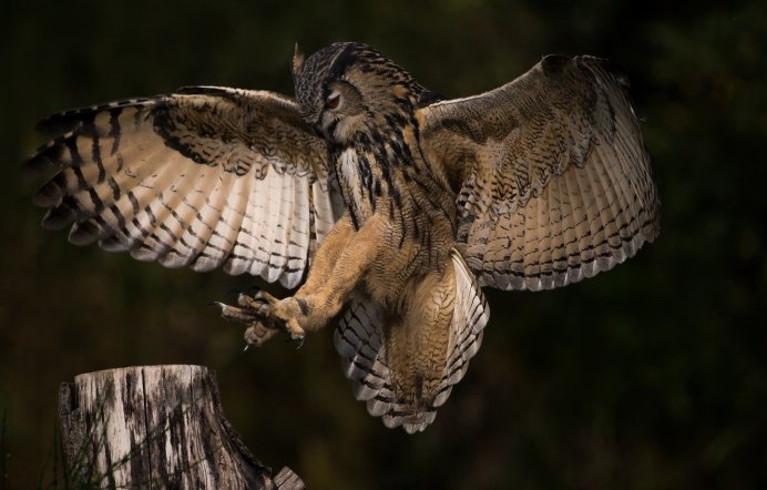 Виргинский субарктический Филин
