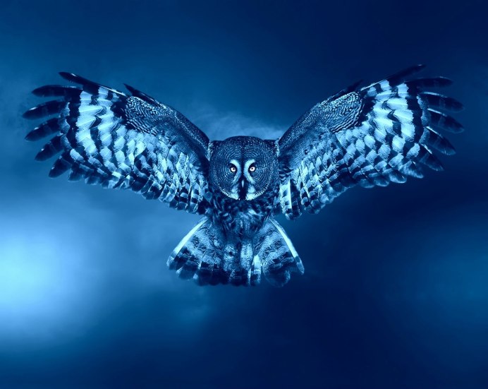 Филин охотится