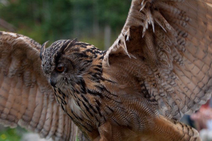 Филин размах крыльев