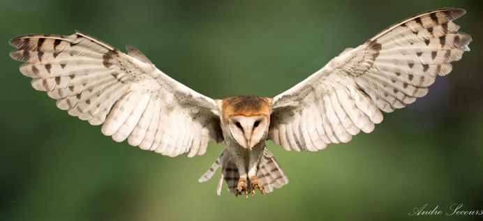 Сова сипуха с крыльями