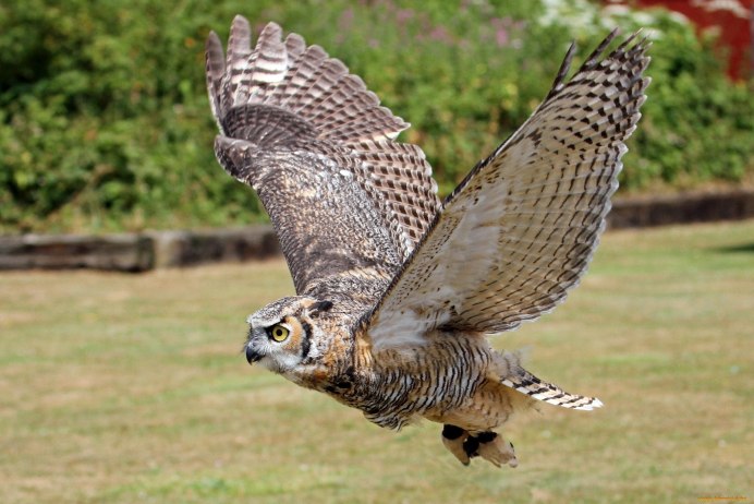 Сова с раскрытыми крыльями