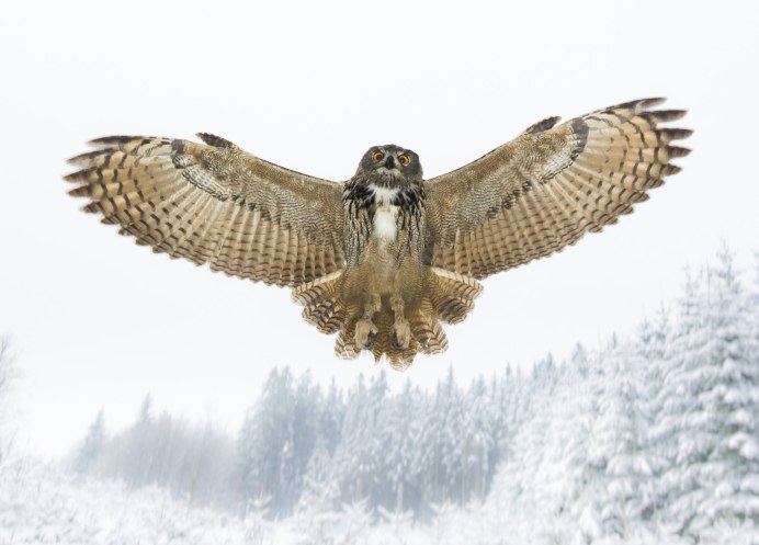 Сова в полете