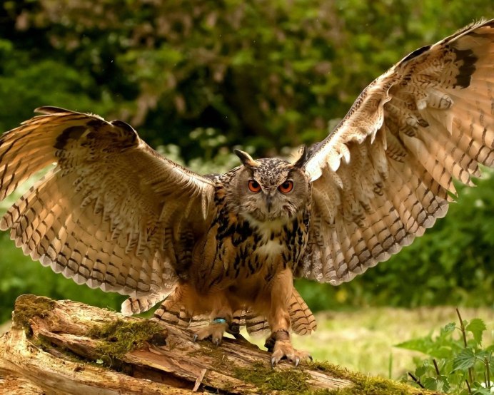 Хищные птицы серая неясыть орёл-беакут ястреб