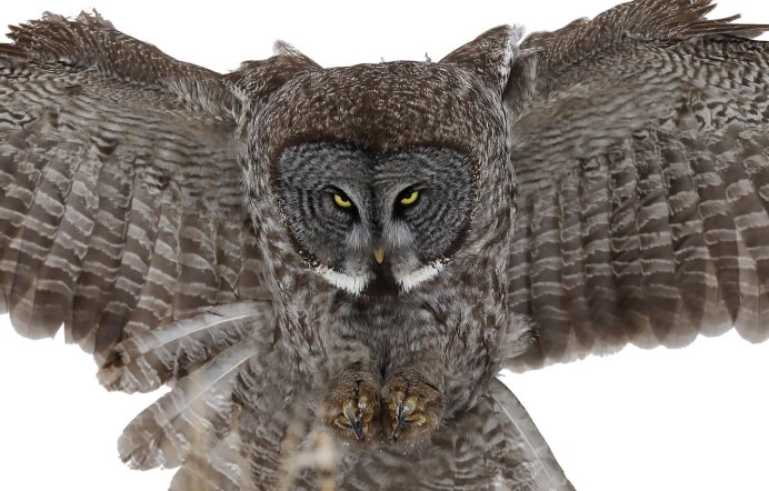 Мохноногий Сыч летит