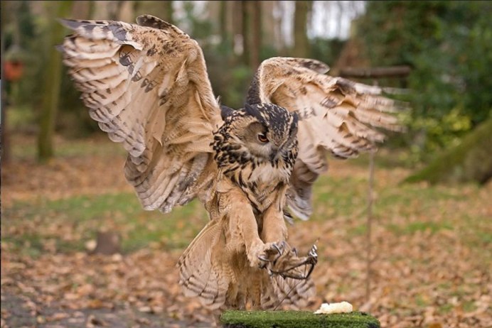 Бородатая неясыть Крылья