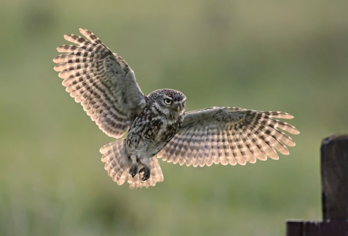 Размах крыльев Филина