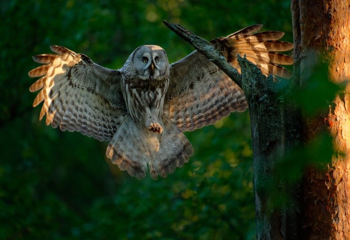 Сова с расправленными крыльями
