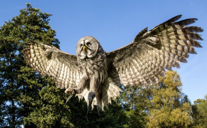 Филин с расправленными крыльями