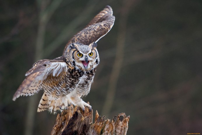 Филин размах крыльев