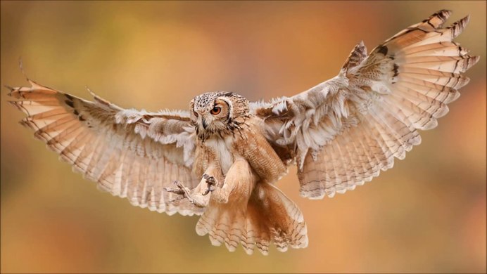 Бородатая неясыть размах крыльев