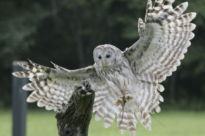 Филин Bubo Bubo