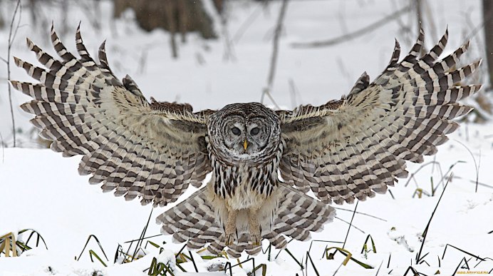 Сова в полете