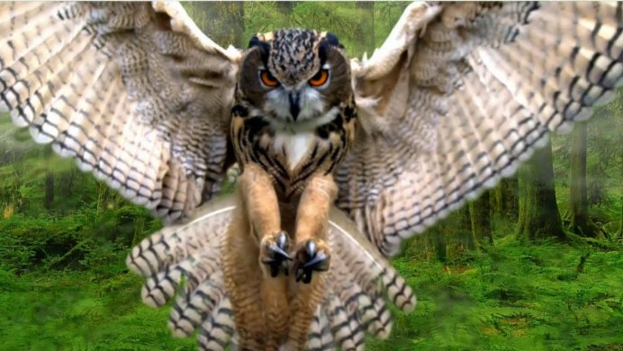 Птица Болотная Сова