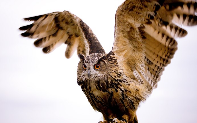 Ушастая Сова размах крыльев