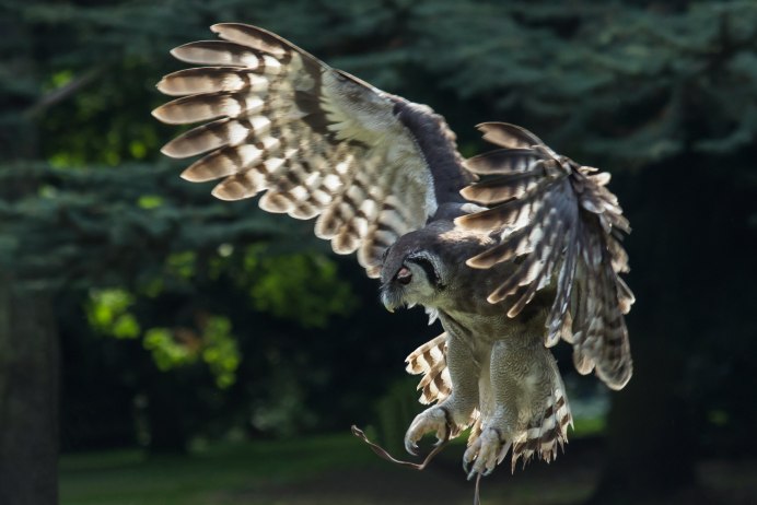 Филин атакует