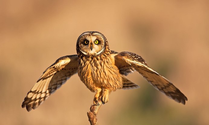 Jason Tennant скульптор