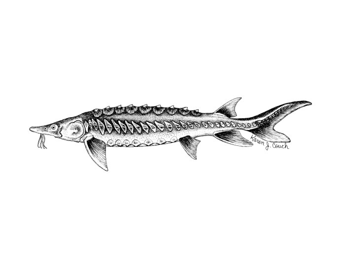Белуга Huso Huso (Linnaeus, 1758)