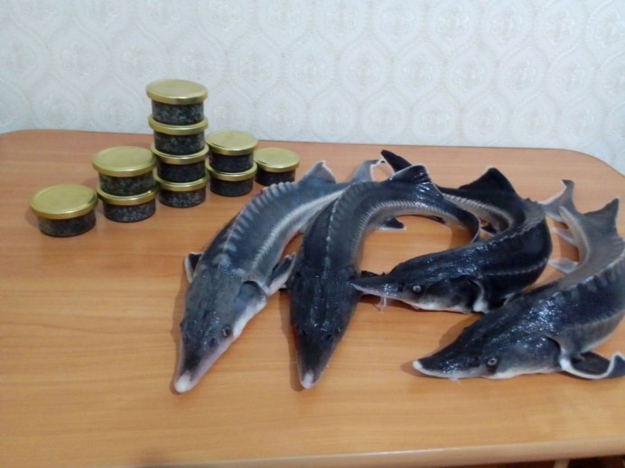 Сциталис осетр