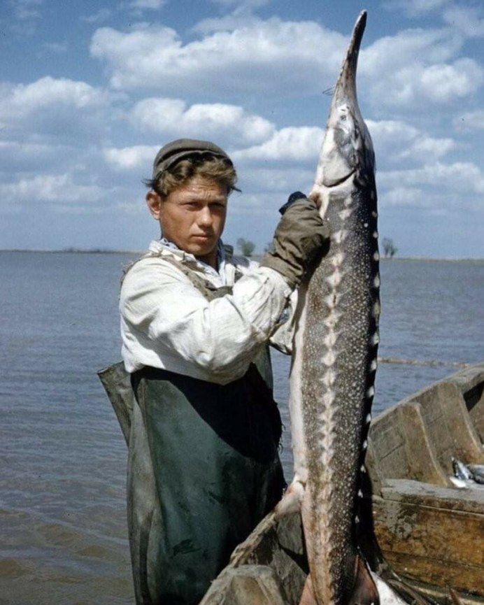 Paddlefish Sturgeon